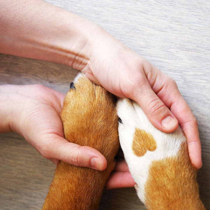 Canosept Pfotenpflege für Hunde 75 g